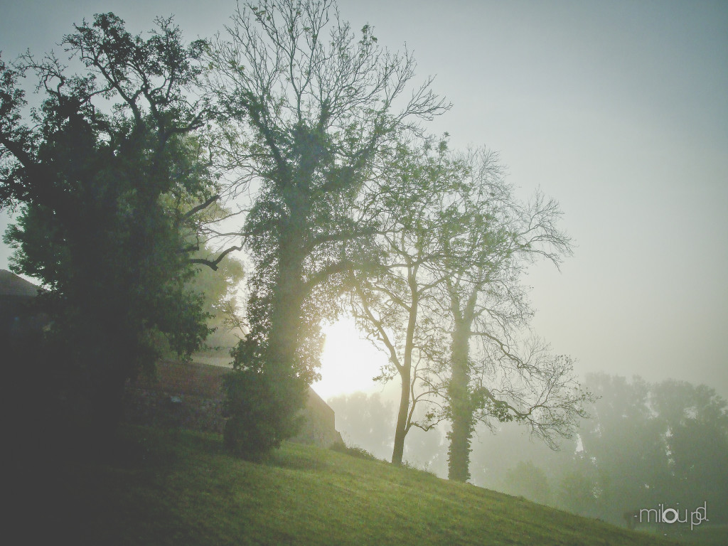 Fotoideen für den Herbst - Nebel