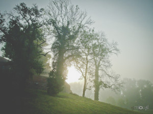 6-Fotoideen-im-Herbst-Nebel
