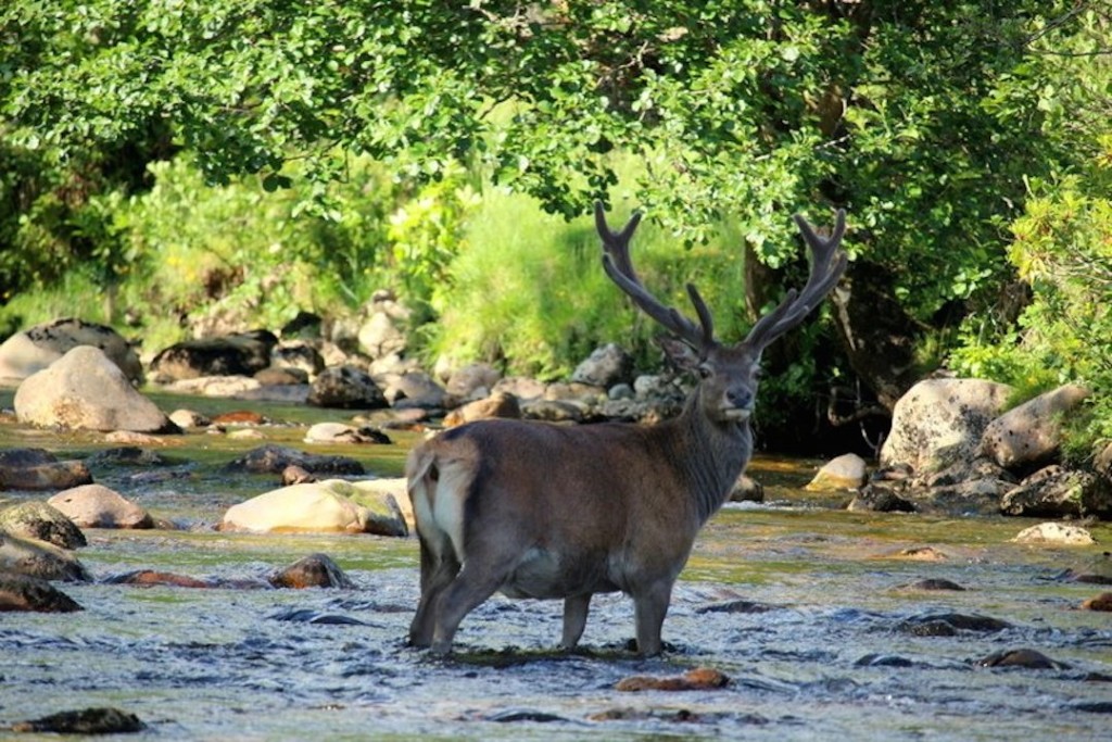 Reisefotografie - Hirsch im Fluss