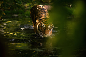 Reisefotografie - Tiger