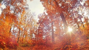 Herbst - Fotowettbewerb -Herbst3