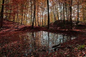 Herbst - Fotowettbewerb -Herbstwald der Liebe
