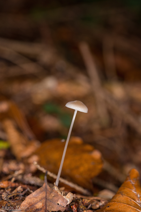 Herbst - Fotowettbewerb -Ein Pilz allein im Wald